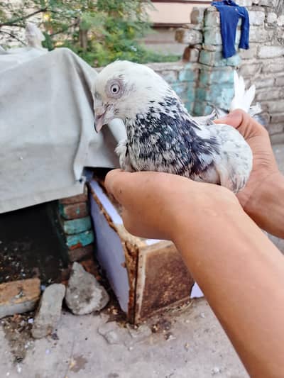 kabootar for sale delivery on Pakistan