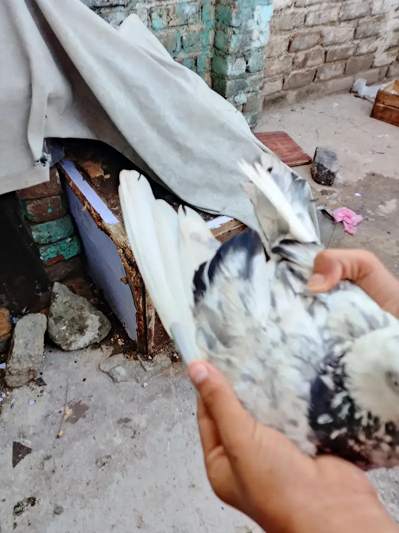 kabootar for sale delivery on Pakistan — photo 3