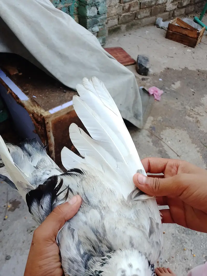 kabootar for sale delivery on Pakistan — photo 4