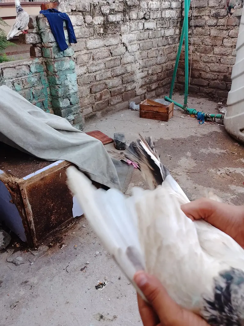 kabootar for sale delivery on Pakistan — photo 6