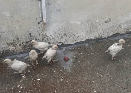 Light Columbian Brahma Chicks