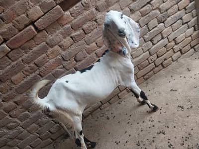 Bakri for sale 03025088604 WA