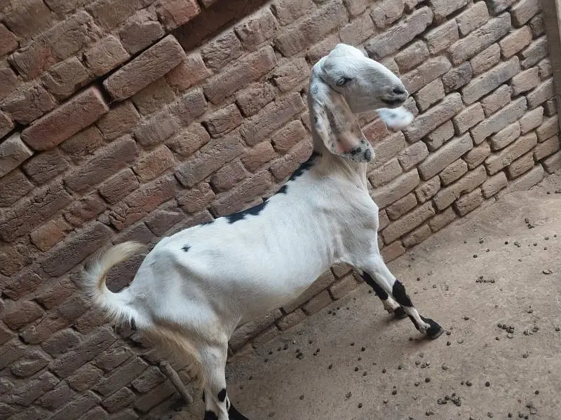 Bakri for sale 03025088604 WA — photo 2