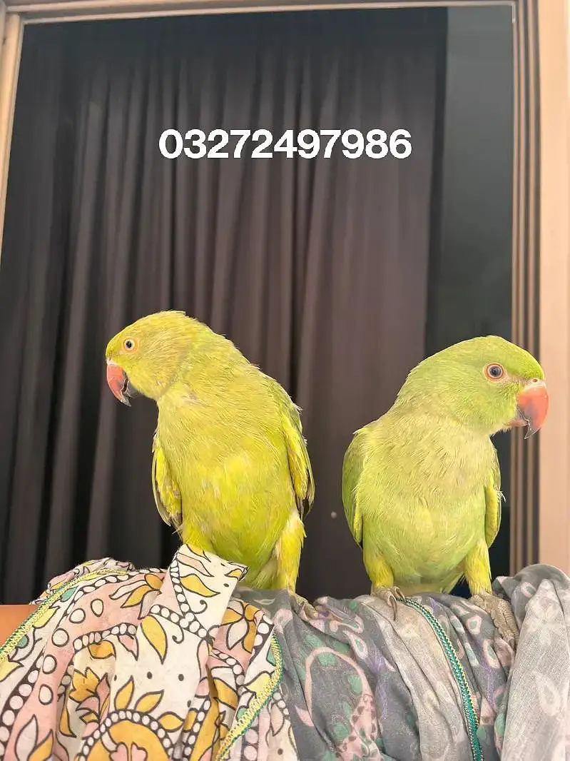 Good talking Healthy birds — photo 4