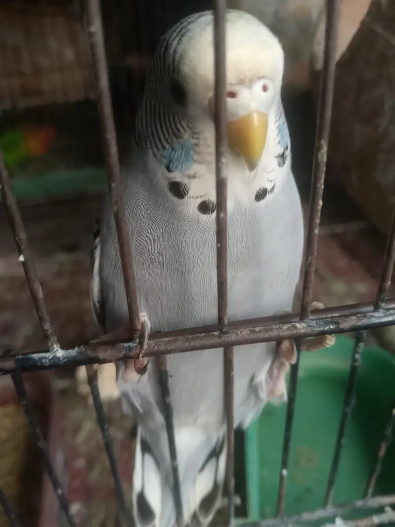 Budgie Parrot