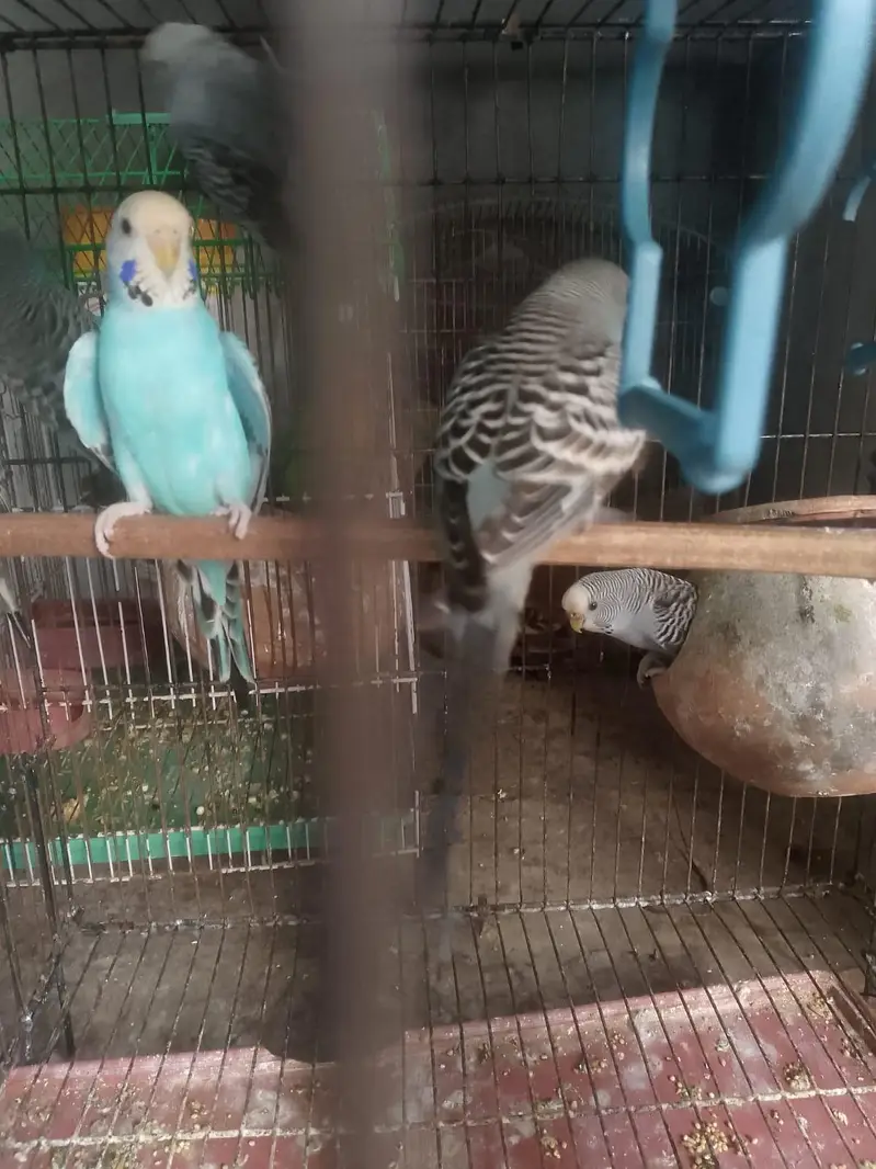 Budgie Parrot — photo 2