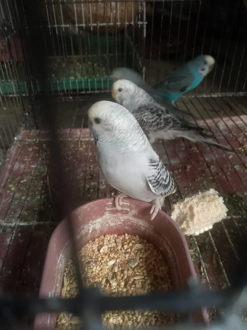 Budgie Parrot — photo 3