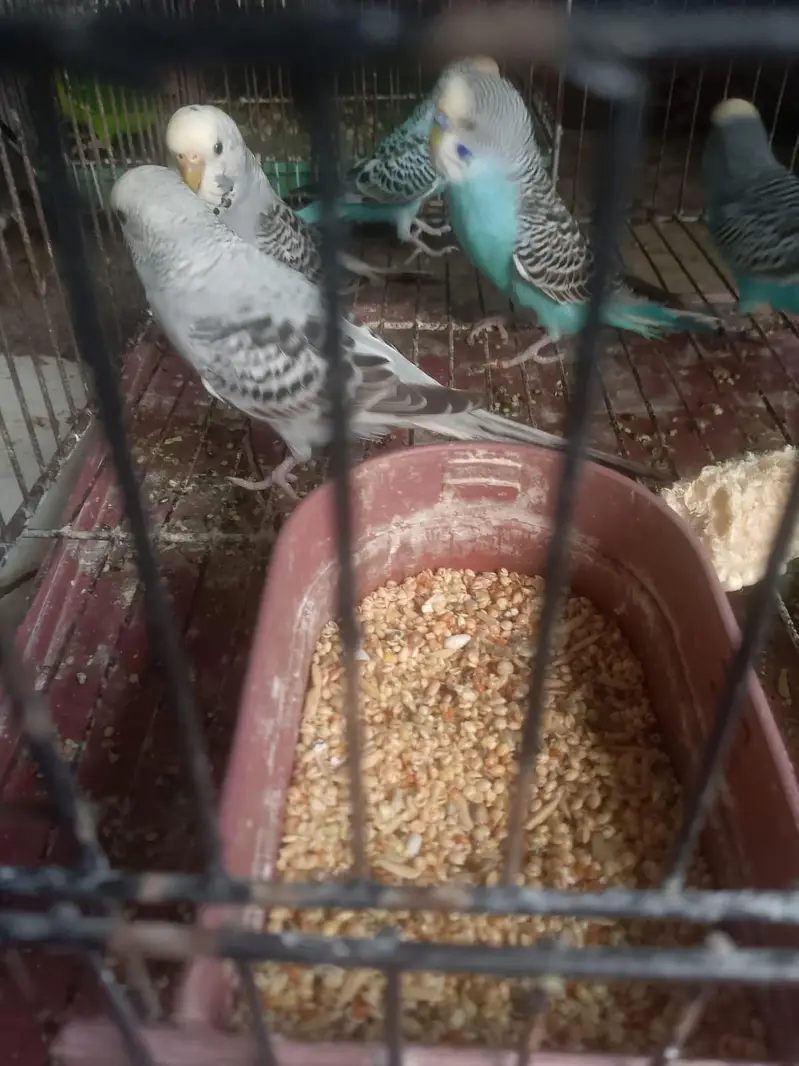 Budgie Parrot — photo 4