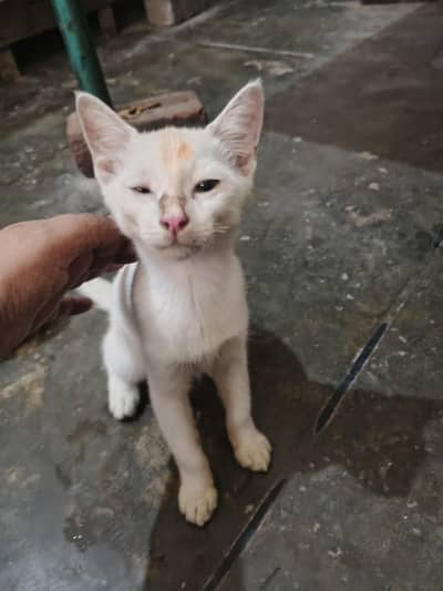 pure white beautiful cat