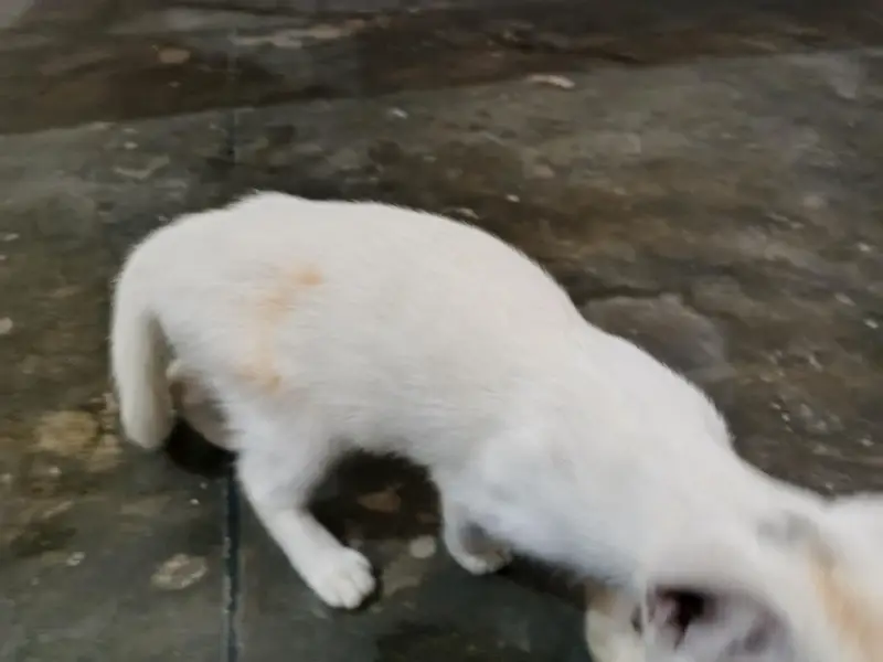 pure white beautiful cat — photo 2