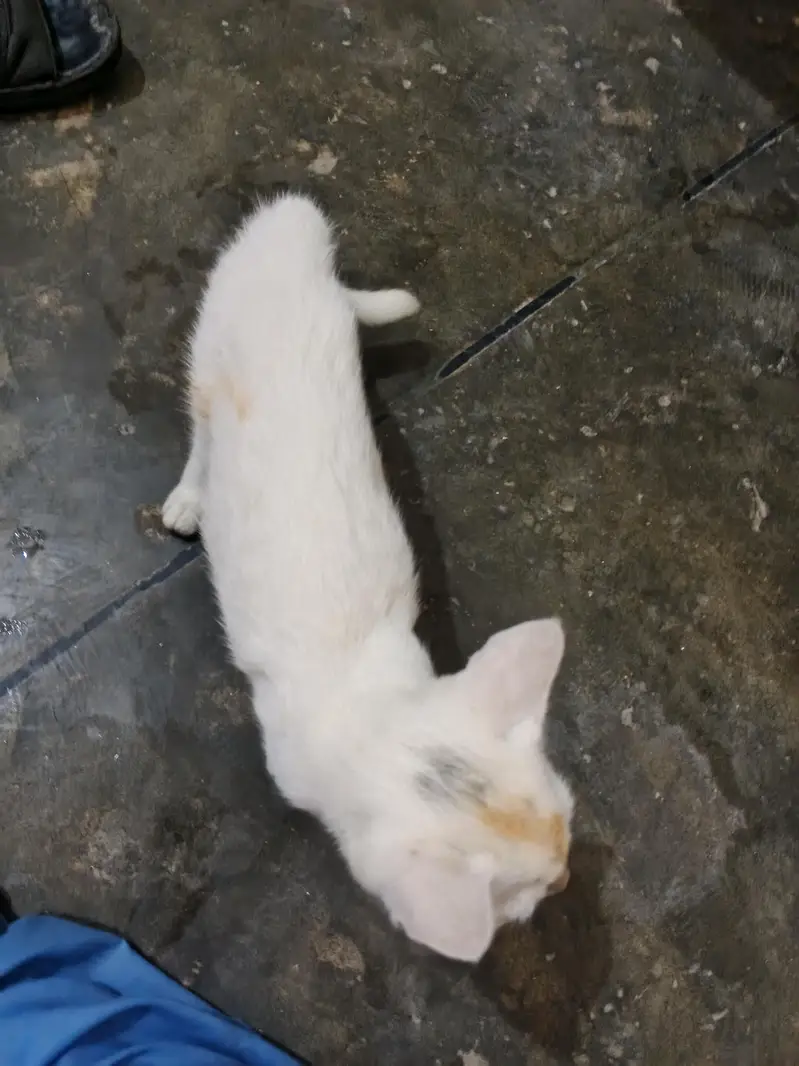 pure white beautiful cat — photo 3