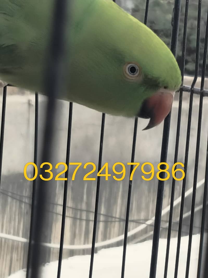 Good talking Healthy birds 4