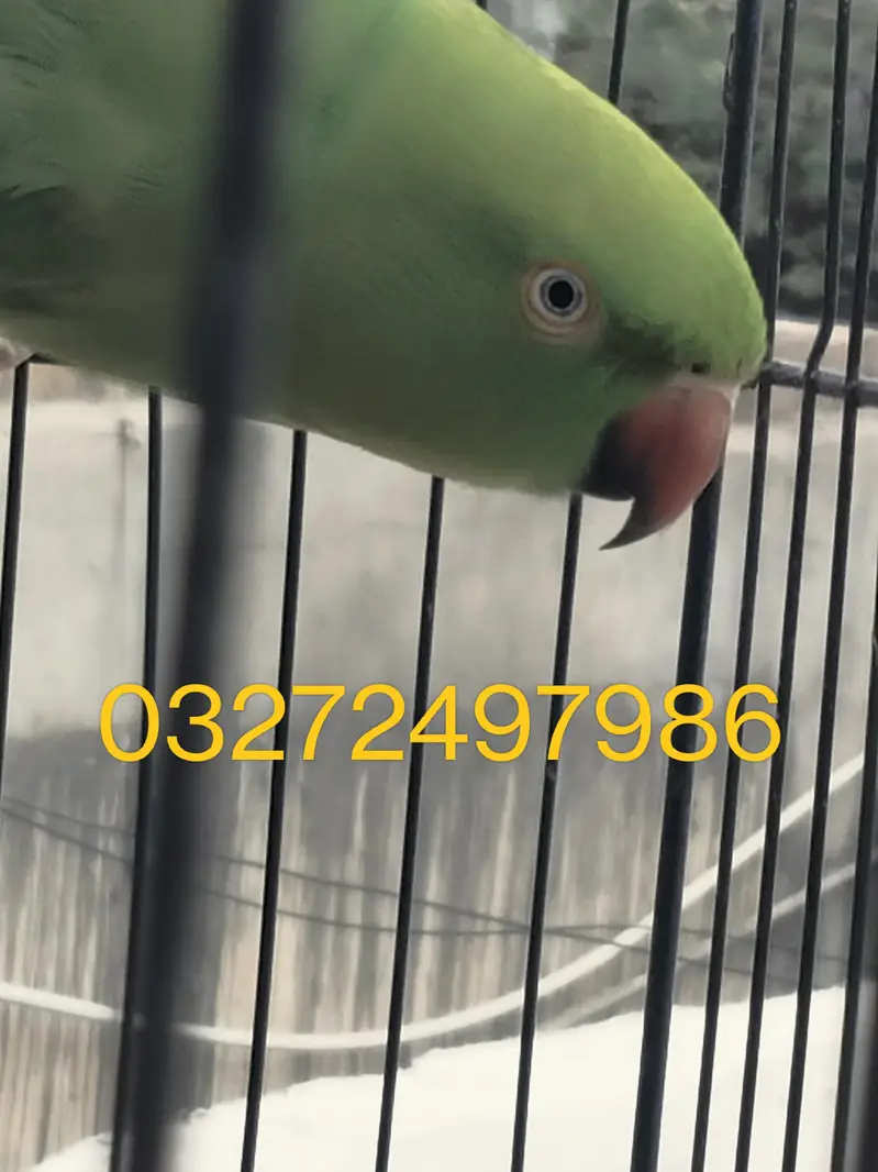 Good talking Healthy birds — photo 5