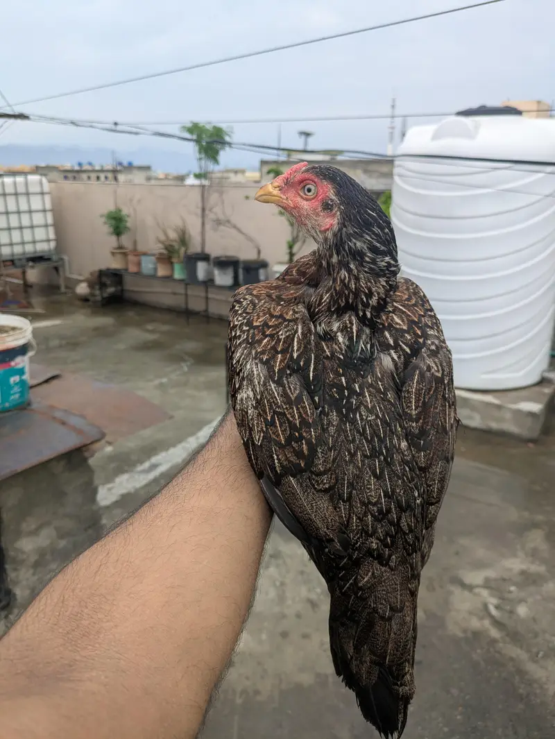 Aseel Miawali Murgi for Sale — photo 4