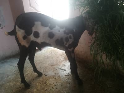 Pure Beetal Nagra daba home breeder