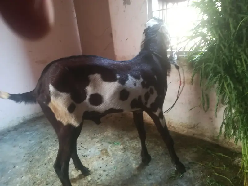 Pure Beetal Nagra daba home breeder — photo 4