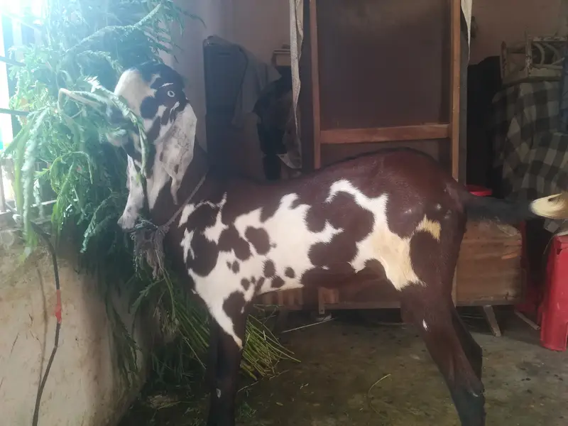 Pure Beetal Nagra daba home breeder — photo 5