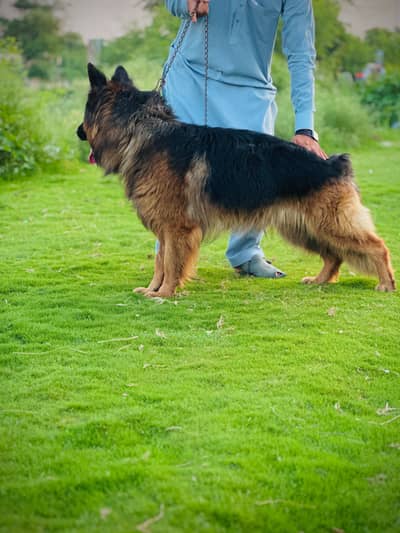 German shepherd Long coat