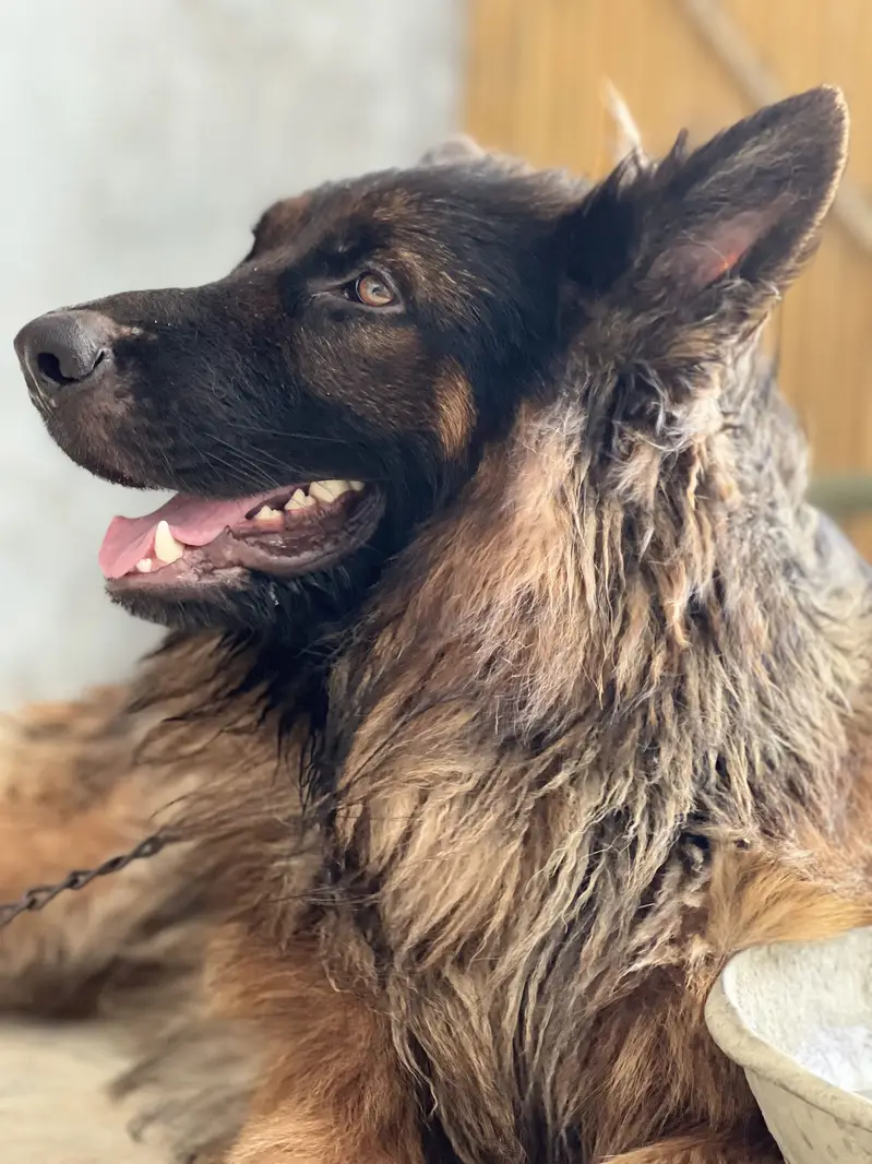 German shepherd Long coat — photo 2