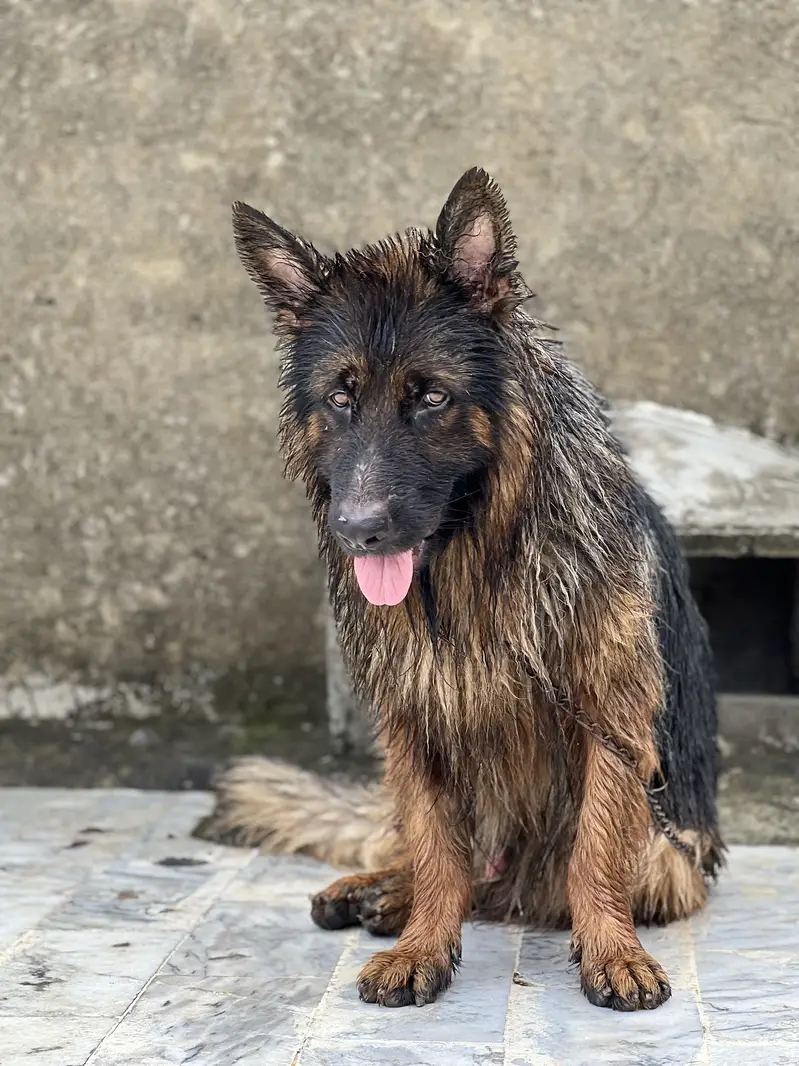 German shepherd Long coat — photo 3