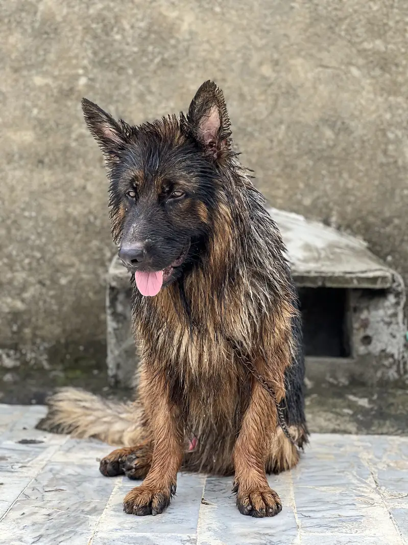 German shepherd Long coat — photo 4