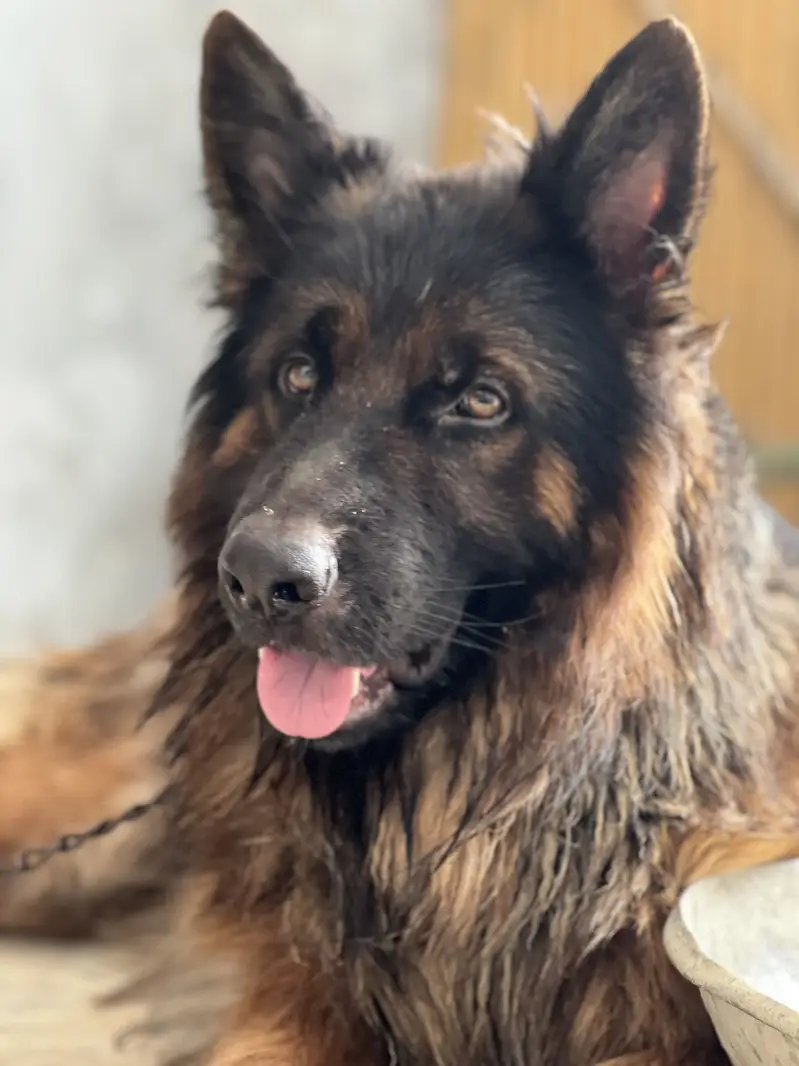 German shepherd Long coat — photo 5