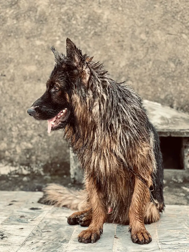 German shepherd Long coat — photo 6