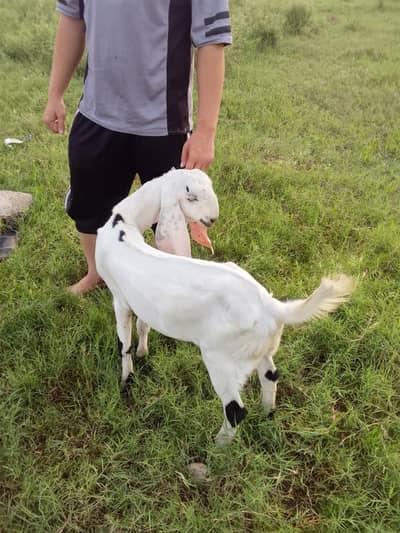 goats bakra