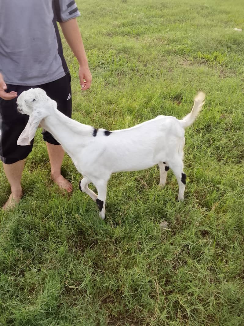 goats bakra 1