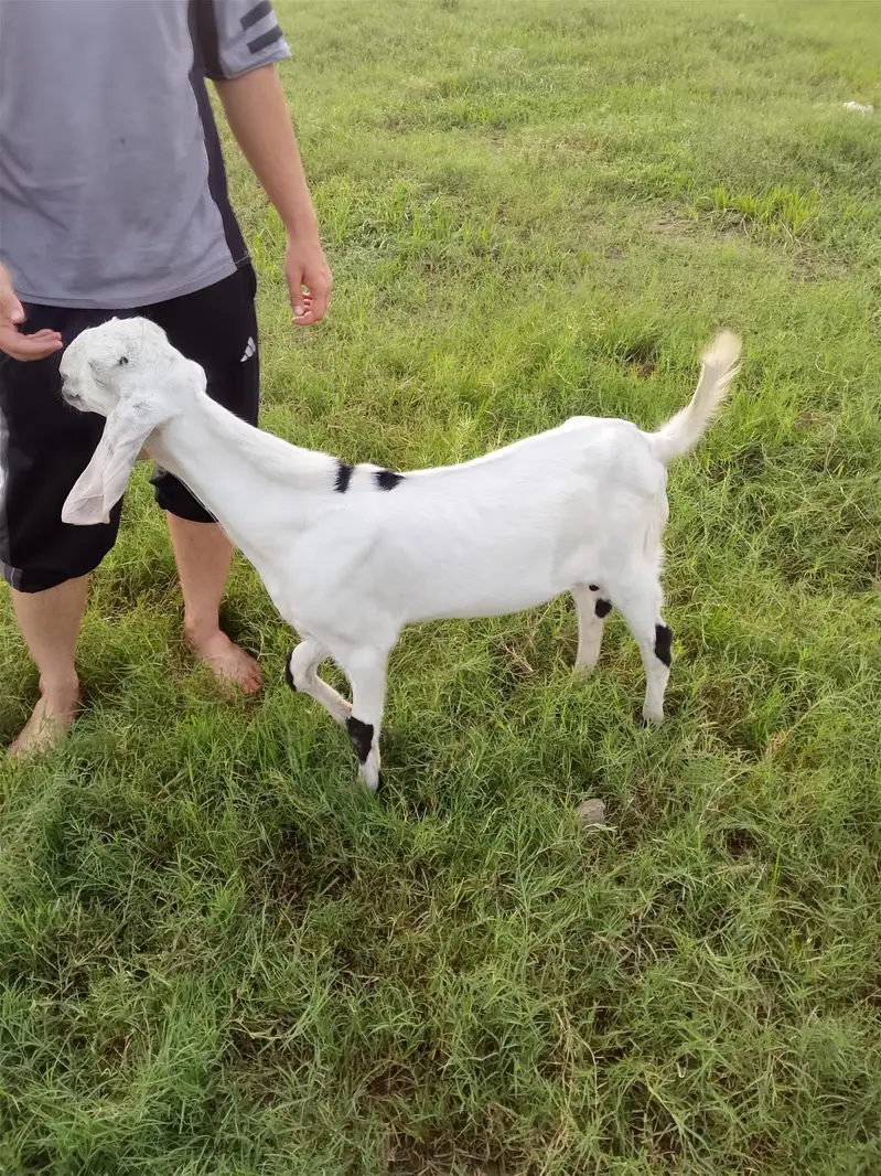 goats bakra — photo 2