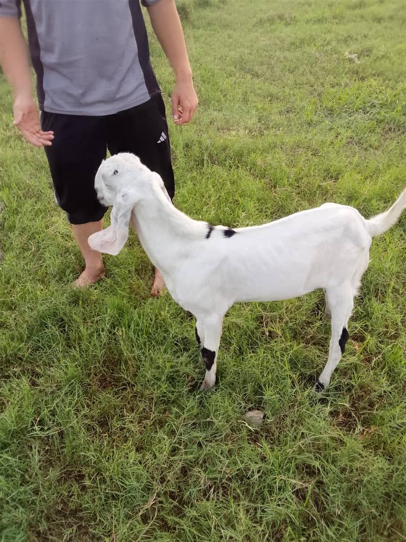 goats bakra 2