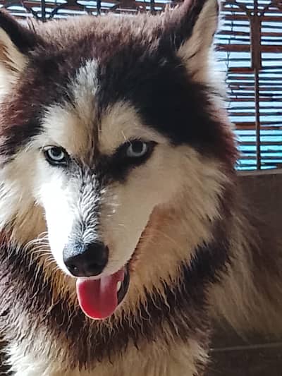 Siberian husky for sale blue eyes full coat