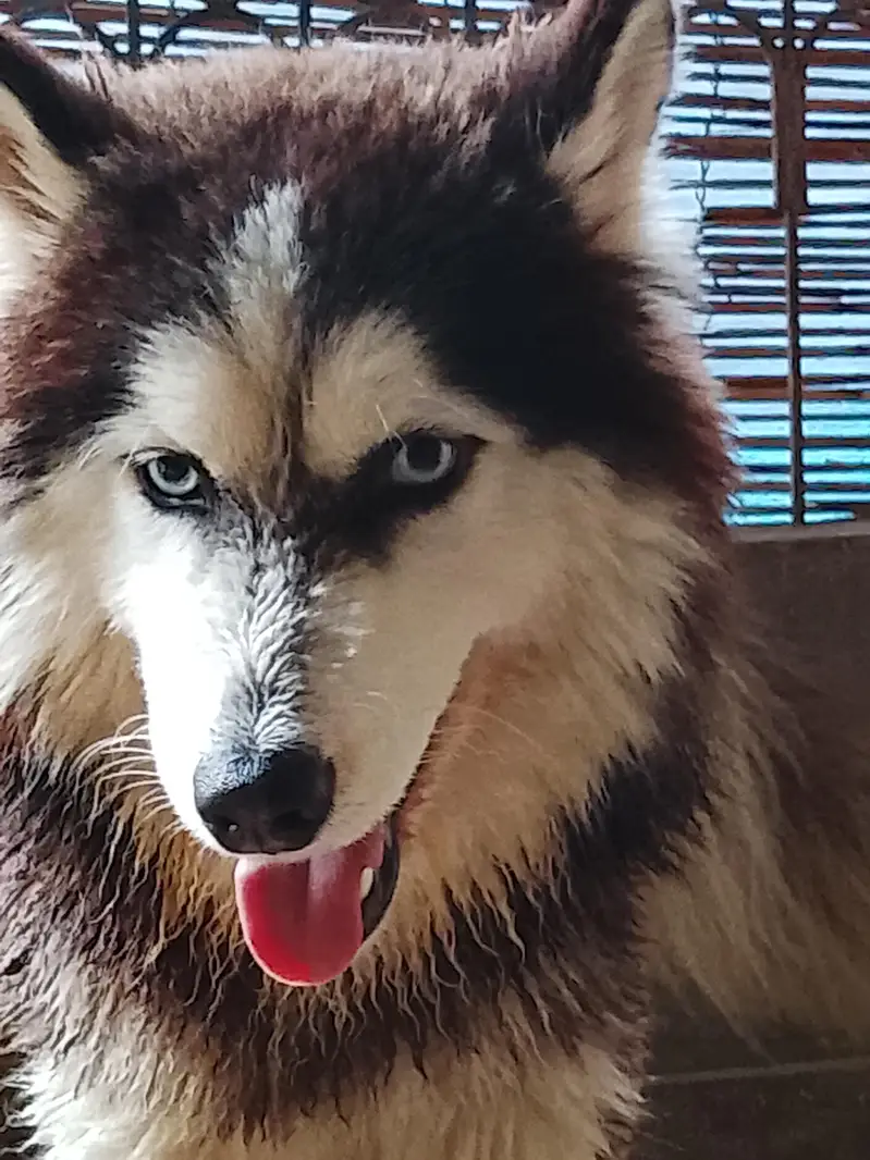 Siberian husky for sale blue eyes full coat