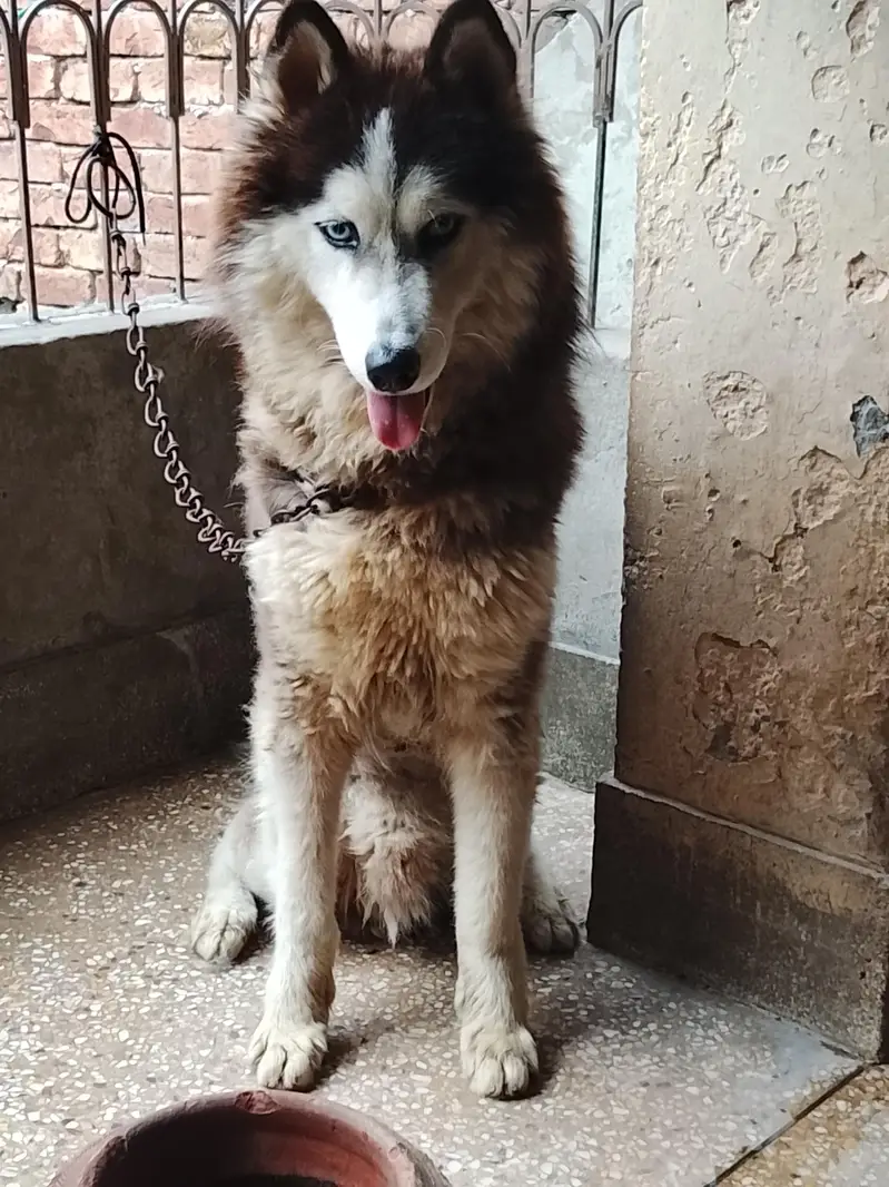 Siberian husky for sale blue eyes full coat — photo 2