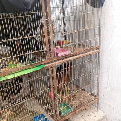 Cages with hen 10500