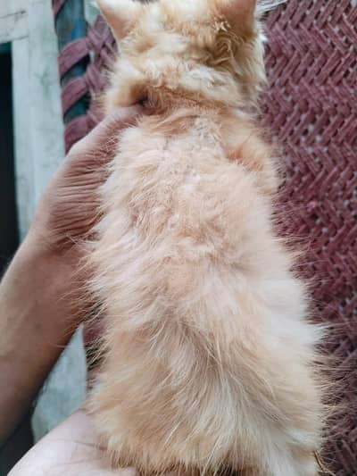 Persian cat  baby pear