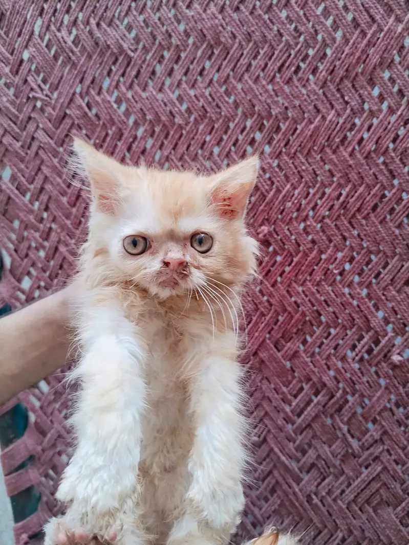 Persian cat  baby pear — photo 2