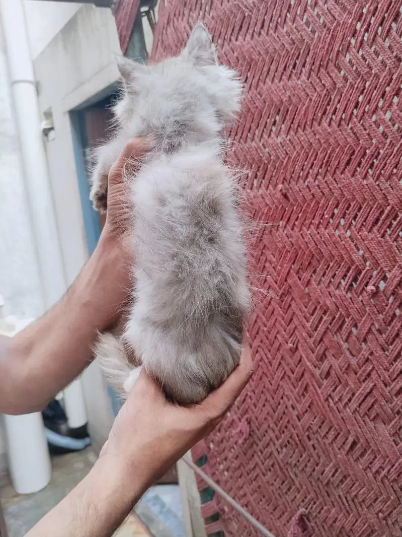 Persian cat  baby pear — photo 3