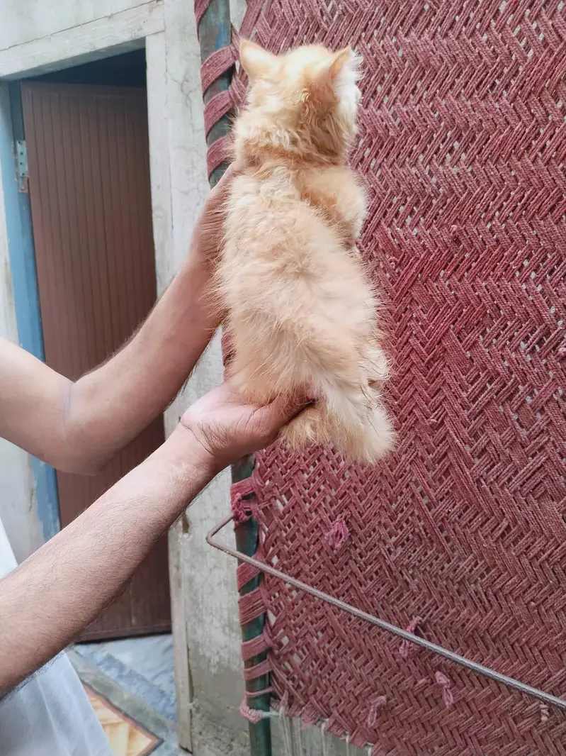 Persian cat  baby pear — photo 4