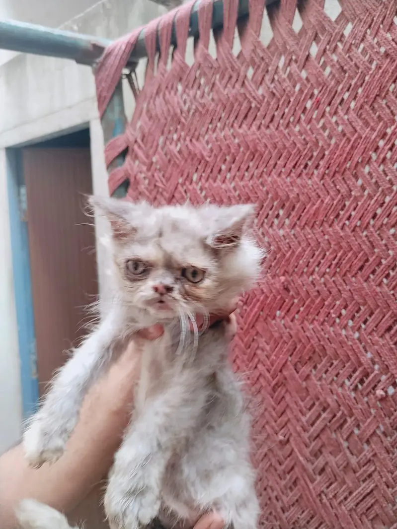 Persian cat  baby pear — photo 5