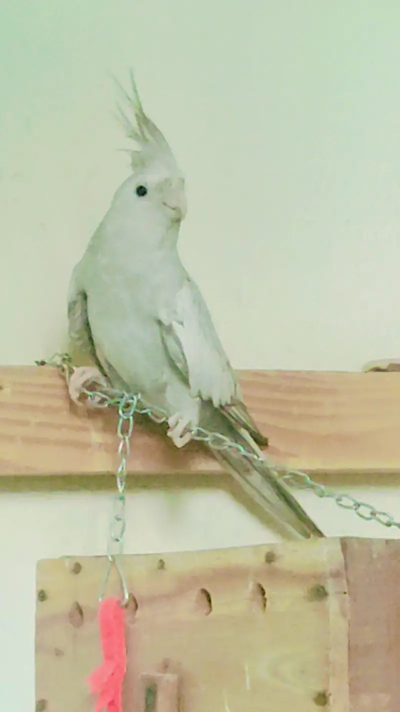 breader female — photo 2