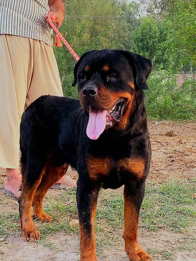 rottweiller male