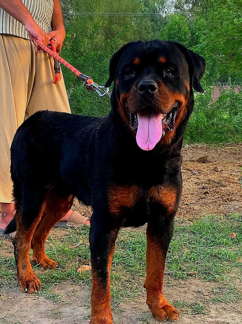 rottweiller male — photo 2