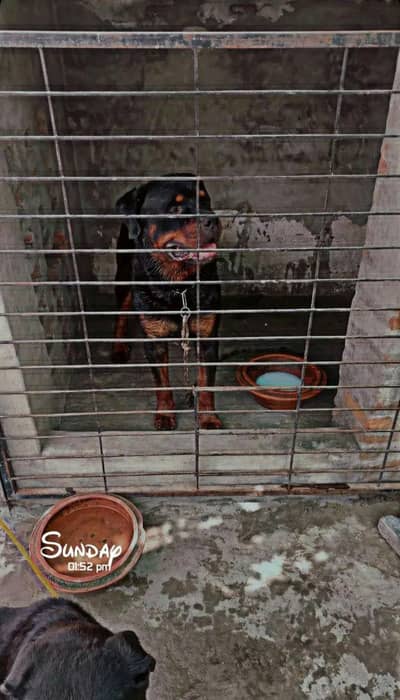 rottweiller male for stud