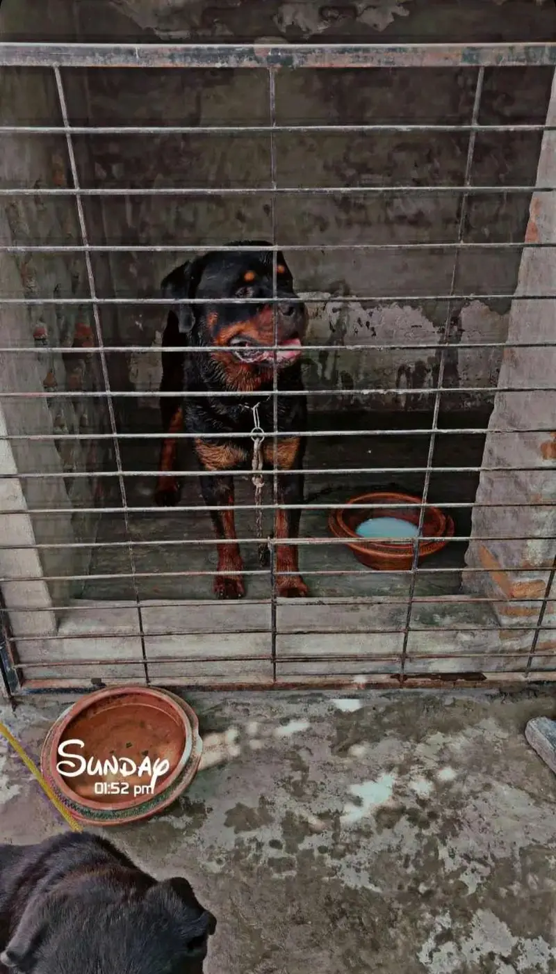 rottweiller male — photo 3
