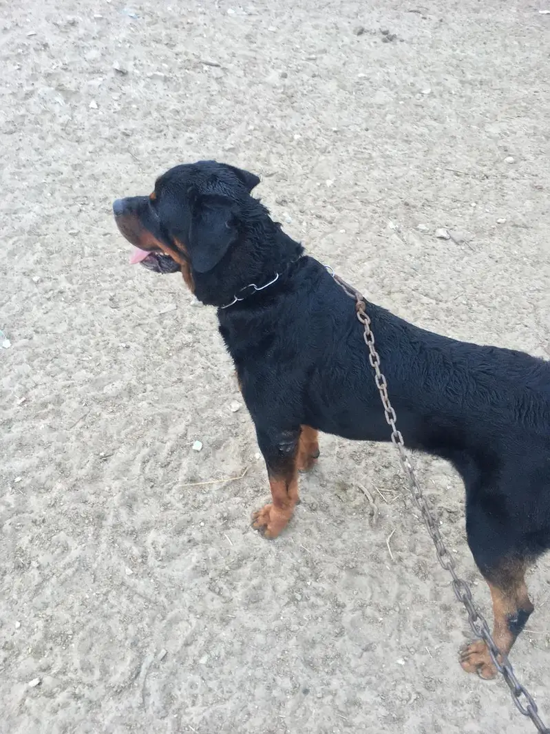 rottweiller male — photo 4