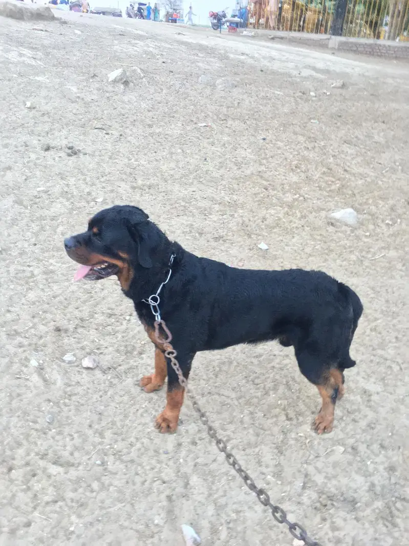 rottweiller male — photo 5