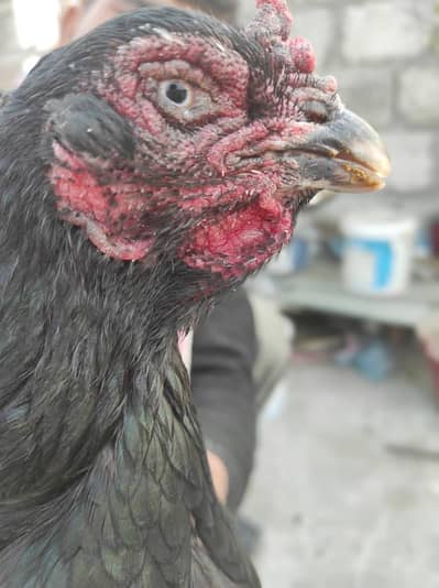 اصیل مرغا مرغی چوزے فارسیل