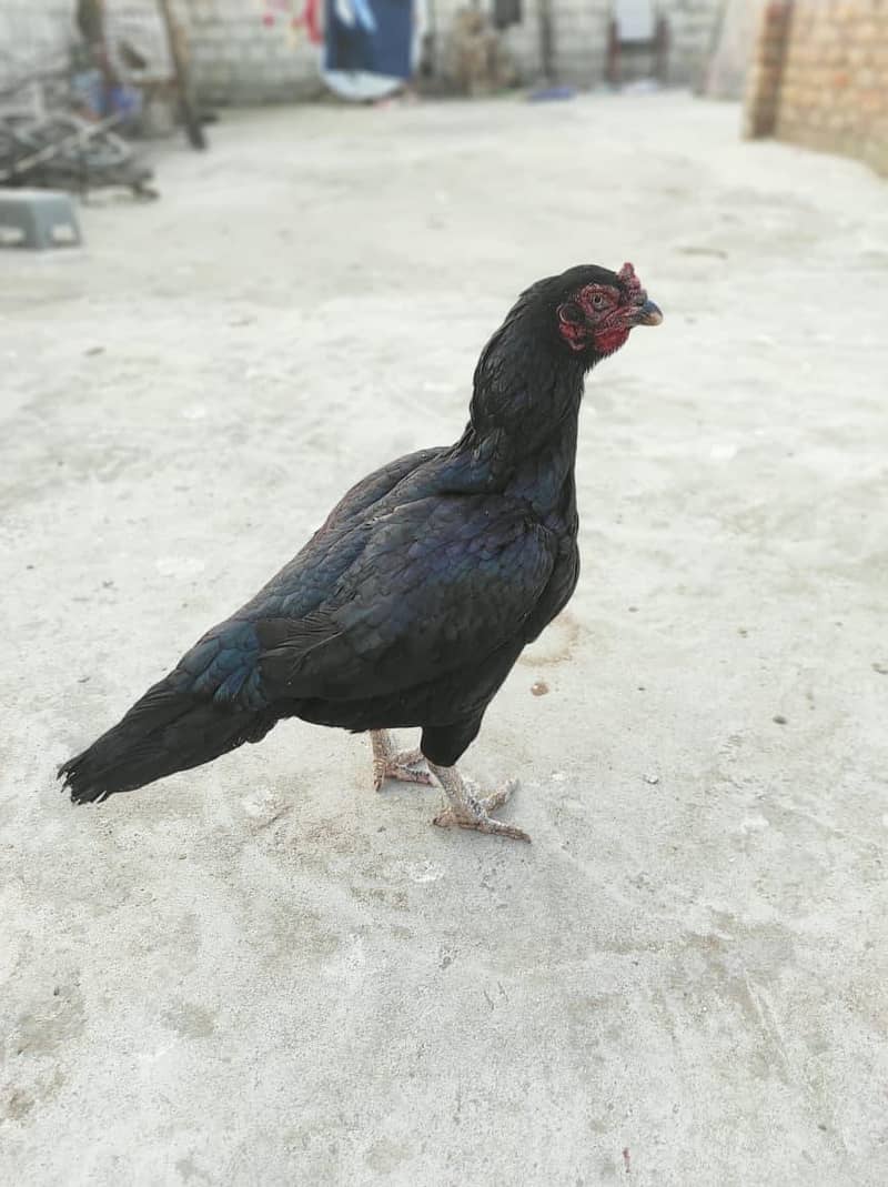 اصیل مرغا مرغی چوزے فارسیل 1