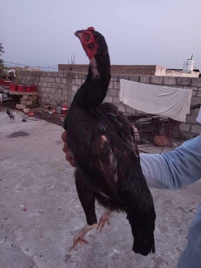 اصیل مرغا مرغی چوزے فارسیل